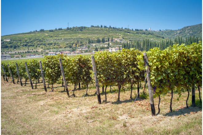 Den dybe og karakterfulde Amarone