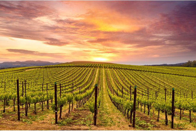 Vin og terroir  hvordan hnger det sammen?