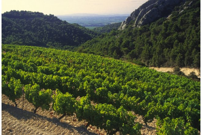 Rhne-vindistriktet: En dynamisk rejse gennem varierede smagsoplevelser