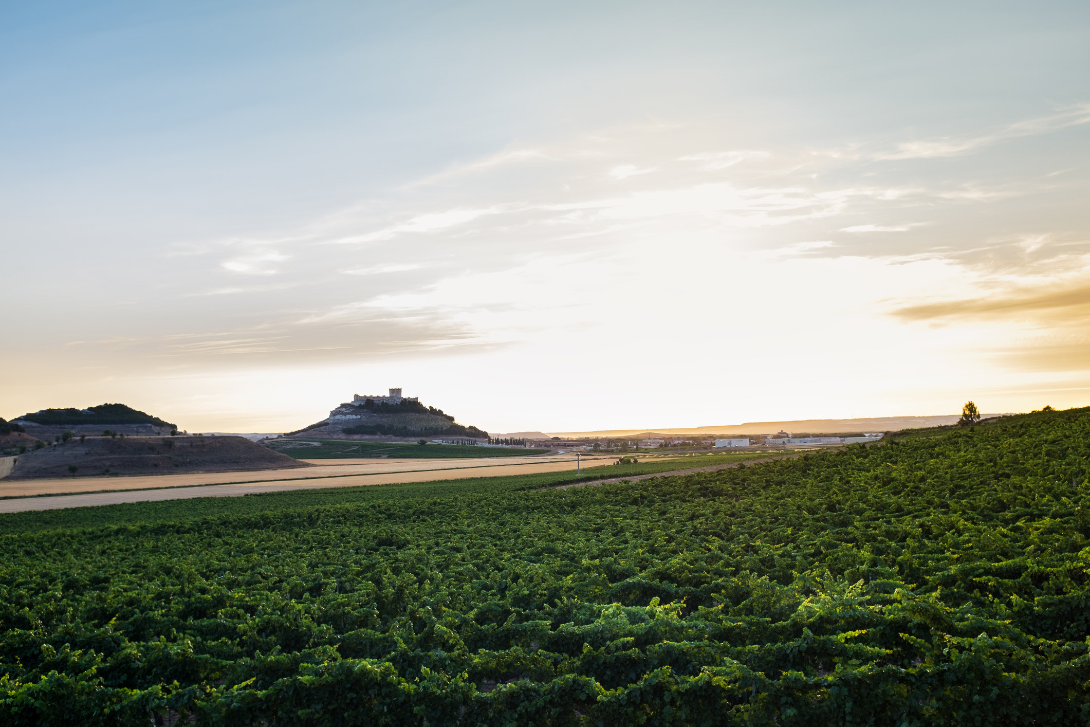 Ribera del Duero: Hvor tradition og innovation fusionerer i vinflasken